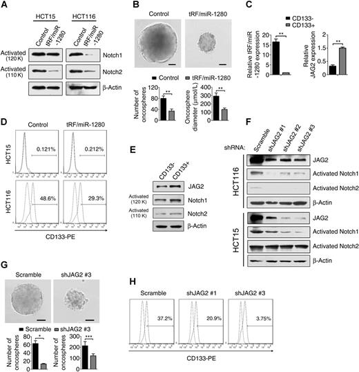 Figure 3. tRF/miR-1280 inhibits Notch pathways and suppresses CSC-like phenotype. A, Western blot analysis of activated Notch isoforms, and β-actin in HCT116 and HCT15 cells infected with the tRF/miR-1280 expression or control vector. B, Number and size of mammospheres/1,000 cells in HCT116 cells infected with the tRF/miR-1280 expression or control vector. Scale bars, 150 μm. C, RT-PCR analysis of tRF/miR-1280 and JAG2 expression levels in CD133− and CD133+ population of HCT116 cells. D, Representative results of CD133+ cell quantification by flow cytometry in HCT116 and HCT15 cells infected with the tRF/miR-1280 expression or control vector. E, Western blot analysis of JAG2, Notch1, Notch2, and β-actin in CD133− and CD133+ population of HCT116 cells. F, Western blot analysis of JAG2, activated Notch isoforms, and β-actin in JAG2-knockdown cells and scramble HCT116 or HCT15 cells. G, Number and size of mammospheres/1,000 cells after JAG2 knockdown in HCT116 cells and scramble cells. Scale bars, 150 μm. H, Representative results of CD133+ cell quantification by flow cytometry after JAG2 knockdown in HCT116 cells. **, P < 0.01.