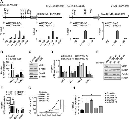 Figure 5. tRF/miR-1280 reduces Gata1/3 expression. A, ChIP-PCR demonstrates the percent (%) input of NICD1 at the indicated locations upstream of Gata1 and Gata3 in HCT116 and HCT15 cells. IgG was used as a control. B and C, RT-PCR (B) and Western blot analysis (C) of Gata1/2/3 levels of HCT116 cells stably expressing tRF/miR-1280 or control as indicated. D and E, RT-PCR (D) and Western blot analysis (E) of Gata1/2/3 levels of HCT116 cells stably expressing JAG2-shRNA or scramble-shRNA as indicated. F, mRNA expression of Gata1, Gata2, and Gata3 in CD133− and CD133+ population of HCT116 cells. G, Cell proliferation of HCT116 cells stably expressing Gata1-shRNA, Gata3-shRNA, or scramble-shRNA. Cells were counted every alternate day and the numbers are plotted from three independent experimental wells. H, RT-PCR analysis of miR-200b expression in HCT116 cells stably expressing Gata1-shRNA, Gata3-shRNA, or scramble-shRNA. *, P < 0.05; **, P < 0.01; ***, P < 0.001.
