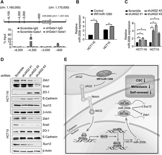 Figure 6. tRF/miR-1280 increases miR-200b expression through the inhibition of Gata1 and inhibits an EMT marker. A, ChIP-PCR demonstrates the percent (%) input of Gata1 at the indicated locations upstream of miR-200b in HCT116 cells. IgG was used as a control. B and C, RT-PCR analysis of miR-200b expression in HCT116 or HCT15 cells treated as indicated. D, HCT116 or HCT15 cells stably expressing JAG2-shRNA and scramble-shRNA were analyzed using immunoblotting with the indicated antibodies. E, Proposed working model. Schematic summarizing our proposed model for tRF/miR-1280 fragment inhibition of the Notch pathway in colorectal cancer cells. tRF/miR-1280 fragment binds to the JAG2 mRNA 3′ UTR and induces its degradation, leading to decreased JAG2 protein, which inhibits the activation of the Notch pathway in colorectal cancer cells. Activation of the Notch pathway leads to higher expression levels of Gata3, which directly binds to the promoter of miR-200b and represses its transcription, which leads to increased EMT and CSC markers.*, P < 0.05; **, P < 0.01.