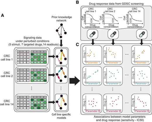 Figure 1. Schematic of the approach used to define biomarkers of drug response from pathway models. A, Specific predictive models for 14 colorectal cancer (CRC) cell lines were built from perturbation data and prior information about network structure (PKN). B, Drug sensitivity data for the same 14 colorectal cancer cell lines were retrieved from the GDSC panel in response to 27 different drugs targeting the PKN or first neighbor. C, Elastic Net was used to select strong associations between model parameters and drug sensitivity.