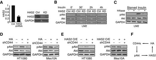 Figure 4. HAS2/HA promotes Akt activation in a CD44s-dependent manner. A, qRT-PCR and immunoblot analyses showing that HAS2 was silenced in HAS2 shRNA–expressing (KD) LM2 cells. Error bars, SD; n = 3. B, Immunoblot analysis of pAkt levels showing that HAS2 knockdown inhibits Akt activity. Control and HAS2 knockdown LM2 cells were stimulated with insulin (10 μg/mL) and collected at different time intervals. C, Immunoblot analysis of pAkt levels showing that HAase treatment impairs Akt phosphorylation. Control and HAase-treated (100 μg/mL, 6 hours) LM2 cells were stimulated with insulin (10 μg/mL) and collected 30 minutes after stimulation. D, Immunoblot analysis of pAkt levels showing that HA stimulates Akt activation in a CD44-dependent manner. HT1080 and Mes10A cells were grown on HA-coated plates (0.5 mg/mL HA for HT1080; 0.1 mg/mL HA for Mes10A). HT1080 and Mes10A cells were collected 24 hours after plating on HA-coated plates. E, Immunoblot analysis of pAkt levels showing that CD44 is required for HAS2-promoted Akt activation. Control and HAS2-overexpressing HT1080 cells were cultured in regular media for 24 hours after plating and collected for immunoblot analysis. Control and HAS2-overexpressing Mes10A cells were starved overnight and stimulated with insulin (10 μg/mL, 30 min) before lysate collection. F, A model of a positive feedback loop, involving CD44s and HAS2/HA, that sustains Akt activation.