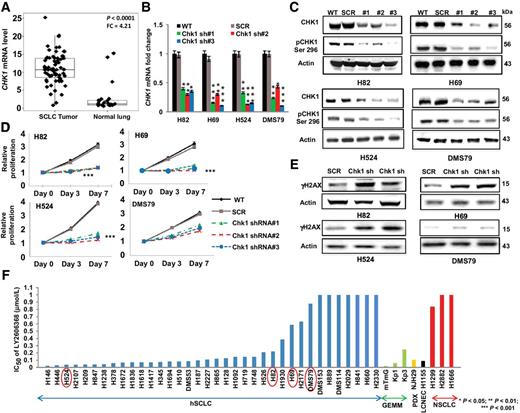 Figure 1. CHK1 is overexpressed in SCLC, and CHK1 inhibition abrogates the proliferation of genotypically and phenotypically distinct SCLC cell lines. A, RNA sequencing analysis showing the gene expression profile of CHK1 in 68 SCLC and 26 normal lung tissue samples. SCLC tumors had significantly higher (P < 0.0001) CHK1 gene expression levels than normal lung tissue, with a fold change (FC) of 4.21. P <0.0001 was obtained by ANOVA. B, shRNA-mediated knockdown of CHK1 in a subset of human SCLC cell lines. Three separate shRNAs (sh#1, sh#2, and sh#3) targeting CHK1 were applied to each of the cell lines H82, H69, H524, and DMS79. Parental cells (no shRNA; WT) and scramble shRNA cells (SCR) were used as controls in each case. The knockdown efficiency was measured by quantitative real-time PCR analysis of the target gene. GAPDH was used as the reference in this analysis. Data represent mean ± SEM (error bars) of three independent experiments. *, P < 0.05; **, P < 0.01; ***, P < 0.001. C, Western blot analysis confirming the knockdown efficiency of total and phosphorylated (Ser296) CHK1 in total protein lysates from the parental (WT), scramble (SCR), and CHK1-knockdown cell lines. Actin was used as the loading control. D, Proliferation assay results, including parental (WT), scramble (SCR), and CHK1-knockdown cell lines, demonstrating the effect of CHK1 inhibition on the proliferation of SCLC cells. Data represent the mean ± SEM (error bars) of three independent experiments. ***, P < 0.001. E, Western blot analysis showing elevated phospho-H2AX (γH2AX) levels in the total protein lysates of the scramble (SCR) SCLC cell line and two shRNA-transfected SCLC cell lines. The CHK1-knockdown cells showed higher levels of H2AX than the scramble control cells. Actin was used as the loading control. F, Cell viability in response to treatment with LY2606368 in a panel of human SCLC (hSCLC) cell lines (blue bars), GEMM-derived SCLC cell lines (green bars), a PDX-derived cell line (yellow bar), a large-cell neuroendocrine carcinoma (LCNEC) cell line (black bar), and NSCLC cell lines (red bars). The genetic profile information and mean half-maximal inhibitory concentration (IC50) values for each cell line are presented in Supplementary Table S1 and Supplementary Table S3.
