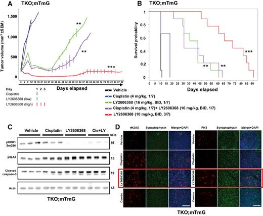 Figure 3. LY2606368, with or without cisplatin, causes significant tumor regression and increases survival in a syngeneic model of SCLC. A, Tumor volume changes [means ± SEM (error bars)] in mice treated with vehicle (control), LY2606368 [high dose: 10 mg/kg, twice daily (BID), days 1–3 of each 7-day cycle; low dose: 16 mg/kg, twice daily, day 1 of each 7-day cycle), cisplatin (4 mg/kg, once per week), or LY2606368 (low dose) plus cisplatin (n = 9 mice per group). The P values were calculated using the Student t test. B, Survival of mice treated with vehicle (control), LY2606368 (high or low dose), cisplatin, or LY2606368 + cisplatin. The P value was established by the Mantel–Cox test. *, P < 0.05; **, P < 0.01; ***, P < 0.001. C, Western blot analysis of phospho-CHK1 (Ser296), total CHK1, phospho-H2AX (γH2AX), and cleaved caspase-3 in lysates of resected tumors at treatment day 3 from the vehicle, cisplatin, LY2606368 (16 mg/kg, twice daily, 1/7), and combination [cisplatin (4 mg/kg, 1/7) + LY2606368 (16 mg/kg, twice daily, 1/7)] treatment groups. Three animals were included per group. Actin was used as the loading control. D, Immunofluorescence of paraffin-embedded tissue sections from resected TKO;mTmG tumors in treatment groups vehicle, cisplatin (4 mg/kg, 1/7), LY2606368 (10 mg/kg, twice daily, 3/7), and combination [cisplatin (4 mg/kg, 1/7)+ LY2606368 (16 mg/kg, twice daily, 1/7)] probed for γH2AX and phospho-histone H3 (PH3). Synaptophysin was used for cytoplasmic staining control and DAPI was used for nuclear staining control.