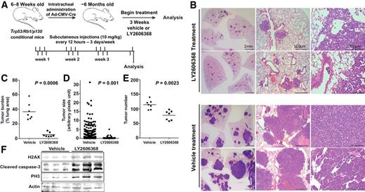 Figure 4. LY2606368 causes tumor regression in a spontaneous genetically engineered mouse model of SCLC. A, Schematic representation of the treatment schedule in Trp53/Rb1/p130-knockout mice that develop SCLC. Mice (n = 7 per group) were treated with vehicle or LY2606368 (10 mg/kg, twice daily, days 1–3 of each 7-day cycle). B, Representative images (hematoxylin and eosin staining) of tumor burden in Trp53/Rb1/p130-knockout mice treated with vehicle control or LY2606368. Scale bars are indicated. C, Quantification of tumor burden as a percentage of lung area in Trp53/Rb1/p130-knockout mice treated with vehicle control or LY2606368 (n = 7 mice per group, one random lung section quantified per mouse). Per Mann–Whitney test, P = 0.006. D, Quantification of tumor size in Trp53/Rb1/p130-knockout mice treated with vehicle control or LY2606368 (n = 7 mice per group, one random lung section quantified per mouse). Per Mann–Whitney t test, P = 0.001. E, Quantification of tumors in Trp53/Rb1/p130-knockout mice treated with vehicle control or LY2606368 (n = 7 mice per group, one random lung section quantified per mouse). Per Mann–Whitney t test, P = 0.0023. *, P < 0.05; **, P < 0.01; ***, P < 0.001. F, Immunoblot analysis of phospho-H2AX (H2AX), cleaved caspase-3, and PH3 in lysates of resected tumors at treatment day 7 from the vehicle, LY2606368 treatment groups. Three animals were included per group. Actin was used as the loading control.
