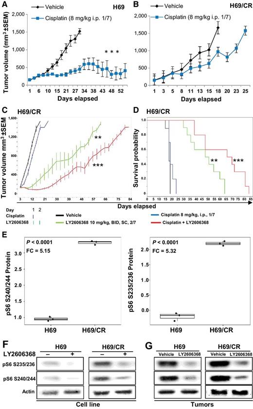 Figure 5. Therapeutic targeting of CHK1 overcomes acquired cisplatin resistance in SCLC. A and B, Tumor volume changes (mean ± SEM; error bars) in mice treated with vehicle (control) or cisplatin in flank xenograft models of parental H69 cells (A), or cisplatin-resistant H69 cells (H69/CR; B). The P values were calculated using the Student t test. C, Tumor volume changes (mean ± SEM) in mice treated with vehicle (control), cisplatin (8 mg/kg once per week), LY2606368 [10 mg/kg, twice daily (BID), twice weekly], or the combination of cisplatin and LY2606368. The P values were calculated using the Student t test. D, Survival of mice treated with vehicle, LY2606368, or cisplatin. The P values were derived by the Mantel–Cox test. *, P < 0.05; **, P < 0.01; ***, P < 0.001. E, Box plots of RPPA markers differentially expressed in H69 and H69/CR cells, as determined by t test. The analysis showed significantly higher expression of pS6 S240/244 and pS6 S235/236 in the cisplatin-resistant cells compared with cisplatin-sensitive cells. FC, fold change. F, Immunoblot analysis of H69 and H69/CR cells before and after treatment with LY2606368 (24 hours; 100 nmol/L). The basal expression level of pS6 S240/244 and pS6 S235/236 was lower in nontreated H69 cells than in nontreated H69/CR cells, and this was further abrogated by treatment with LY2606368. Actin was used as a loading control. G, Western blot analysis of tumor lysates from H69 and H69/CR tumors with or without treatment with LY2606368. The basal expression level of pS6 S240/244 and pS6 S235/236 was lower in H69 vehicle tumors compared with H69/CR vehicle tumors, and this was further abrogated by treatment with LY2606368. Actin was used as a loading control.