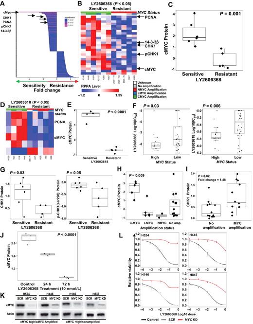 Figure 7. cMYC expression predicts sensitivity to CHK1 inhibition in SCLC. A, Spearman correlation of differential expression of 195 RPPA markers and dichotomized half-maximal inhibitory concentration (IC50; most resistant cells, n = 5; most sensitive cells, n = 6; from Supplementary Table S1) of LY2606368. The top markers of sensitivity are marked with arrows. B, Heatmap of RPPA markers that were significantly correlated with sensitivity to LY2606368 in human SCLC cell lines (P < 0.05). In the top index, cell lines with relatively low LY2606368 and LY2603618 IC50 values are marked in green and those with relatively high IC50 values are marked in red. The cell lines are grouped according to their MYC status and marked as having no MYC amplification (gray), MYCN amplification (red), MYCL amplification (blue), MYC amplification (green), or unknown (white). The overexpressed markers are shown in red, and markers with reduced expression are shown in blue. C, Box plot of cMYC protein correlated with dichotomized IC50 of LY2606368 as determined by t test. The top markers of sensitivity to CHK1 inhibitors were total cMYC, CHK1, pCHK1, PCNA, and 14-3-3β. D, Heatmap of RPPA markers that were significantly correlated with sensitivity to LY2603618 in human SCLC cell lines (P < 0.05). In the top index, cell lines with relatively low LY2603618 IC50 values are marked in green and those with relatively high IC50 values are marked in red. The color indexing was similar to that of Fig. 7B. E, Box plot of cMYC protein correlated with dichotomized IC50 of LY2603618 as determined by t test. F, Comparison (t test) of the IC50 of two CHK1 inhibitors, LY2606368 and LY2603618, with MYC mRNA expression, divided into MYC-high and MYC-low groups on the basis of bimodal distribution of MYC mRNA in 63 human SCLC cell lines. The IC50 values of the CHK1 inhibitors LY2606368 (P = 0.03) and LY2603618 (P = 0.006) are lower in the MYC-high group. t test analysis also shows higher level of CHK1 and pCHK1 (Ser296) in cell lines sensitive to LY2606368 (Fig. 7G). H, cMYC protein expression across different MYC amplification subtypes, determined by ANOVA, demonstrating high expression of cMYC in both MYC-amplified and nonamplified cells, with the highest expression in the MYC-amplified subset (P = 0.009). I, Comparison (t test) of MYC-amplified (MYC, MYCL, and MYCN) and nonamplified SCLC cells revealing greater expression of the target, CHK1, in the MYC-amplified cells. J, RPPA analysis comparing cMYC expression between nontreated and cells treated with LY2606368 for 24 and 72 hours shows decreased expression of cMYC after CHK1 inhibitor treatment. K, Western blot analysis confirming shRNA-mediated knockdown of MYC in four human SCLC cell lines: H446 and H524 (high cMYC expression and MYC-amplified) and H146 and H847 (high cMYC expression and not MYC-amplified). L, Cell viability assay, including scramble (SCR) and MYC-knockdown (KD) cell lines, demonstrating the effect of MYC inhibition on the viability of SCLC cells after treatment with LY2606368. Data represent the mean ± SEM (error bars) of three independent experiments.
