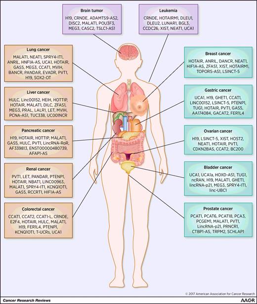 Figure 1. LncRNAs associated with various types of cancer.