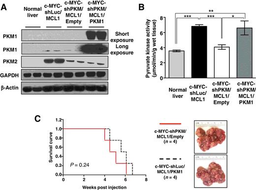 Figure 4. Increasing PKM1/PKM2 ratio does not suppress c-MYC–induced liver tumorigenesis. A, Western blot analysis of the expression of PKM isoforms in normal livers, c-MYC-shLuc/MCL, c-MYC-shPKM/MCL1/empty, and MYC-shPKM/MCL1/PKM1 tumors. B, Total pyruvate kinase activity measured in tissues from groups in A (n = 3 in each group). Data are presented as mean ± SD. Student t test was used; *, P < 0.05, **, P < 0.01, ***, P < 0.001. C, Survival analysis of of mice bearing c-MYC-shPKM/MCL1/empty (n = 4) and c-MYC-shPKM/MCL1/PKM1 (n = 4) tumors using Kaplan–Meier survival method. Right, gross images of both tumors are shown.