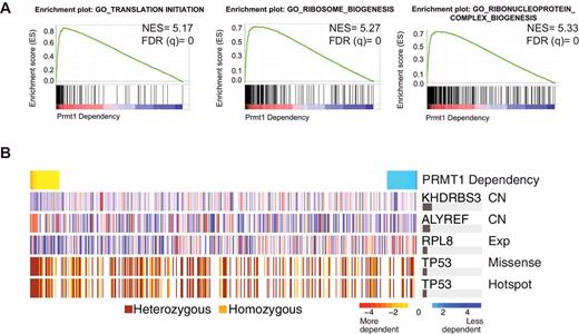 Figure 6. Prmt1 dependency correlates with translation-associated dependencies and p53 mutation in human cancers. A, GSEA analysis of the ranked list of gene dependencies associated with PRMT1 dependencies across 501 human cancer cell lines from the Achilles dataset. Black bars at the bottom of the figure indicate the location of genes positively correlated with Prmt1 dependency and the green curve indicates the running enrichment score for the gene set. Normalized enrichment score (NES) and false discovery rate (FDR) are shown. B, ATLANTIS model for PRMT1 using known physical interactors as features. PRMT1 dependency is shown from most to least dependent cell line in columns. The top five predictive markers are shown in the successive rows; copy number (CN) and expression (Exp) values are z scores (high to low, red to blue). Horizontal bars on the right indicate the relative contribution to the model's out of bag R2.
