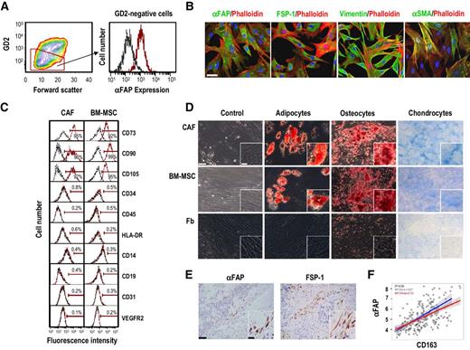 Figure 1. CAFs isolated from patients with neuroblastoma share characteristics with MSCs and are present in primary neuroblastoma tumors. A, FACS of a subpopulation of GD2-negative cells expressing αFAP from a freshly digested neuroblastoma tumor. In the histogram overlay on the right, the black line represents isotype control and the red line represents specific staining. B, Representative immunofluorescence images captured by confocal microscopy of CAF-MSCs stained for αFAP, FSP-1, vimentin, and αSMA and counterstained with phalloidin and DAPI. Scale bar, 50 μm. C, Expression of surface markers by flow cytometry in cultured CAF-MSCs and BM-MSCs. D, Top, representative images of CAF-MSCs, BM-MSCs, and fibroblasts differentiated into adipocytes, osteocytes, and chondrocytes; bottom, histogram representing the quantification of differentiated cells by measuring the absorbance (±SD) of solubilized Oil Red O staining (adipocytes), Alizarin Red (osteocytes), and Alcian Blue (chondrocytes) from duplicate wells. Scale bar, 50 μm (in the main picture) and 15 μm (in inset). E, Representative images of sections of neuroblastoma tumors (n = 11) stained for αFAP or FSP-1 as described in Materials and Methods. Scale bar, 50 μm (in the main picture) and 15 μm (in inset). F, Scatter diagrams of mRNA expression of αFAP and CD163 in primary tumors of children with high-risk neuroblastoma (n = 219). Spearman correlation values and regression lines for the entire dataset and subsets of samples with MYCN-A (blue line) and those with MYC-NA (red line).