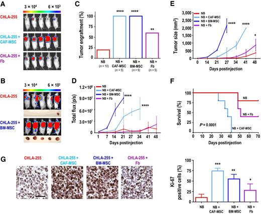 Figure 2. CAF-MSCs increase tumor engraftment and growth in xenograft models. A, Representative bioluminescence images of NOD/SCID mice (n = 5/group) taken at day 21 after subcutaneous injection into the right flank of CHLA-255-FLuc cells, either alone or mixed with CAF-MSCs or fibroblasts (ratio 4:1). NB, neuroblastoma. B, Representative bioluminescence images of NOD/SCID mice (n = 5/group) taken at day 21 after subcutaneous injection of CHLA-255-FLuc cells alone into the right flank or mixed with BM-MSCs into the left flank. Representative pictures of tumors harvested at day 27 are shown below the bioluminescence images. Note that the bioluminescence from the tumor in the left flank remains visible in images taken of the right flank. C, Percentage of engrafted tumors in each group for the two experiments (A and B). D, Average of the bioluminescence signal intensity (p/s, photons/second) over time of all mice (±SEM) in each group. E, Average tumor size (±SEM) over time of all mice in each group. F, Kaplan–Meier survival curves in each group of mice in experiment shown in A. G, Left, representative images of Ki-67 expression in tumors from each group of mice; right, quantification of Ki-67–positive cells (±SEM) from an average of 10 fields (×20) examined for each section in each group. Scale bar, 50 μm; *, P < 0.05; **, P < 0.01; ***, P < 0.001; and ****, P < 0.0001.