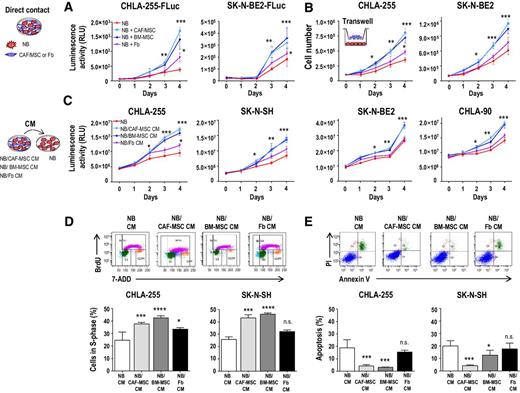 Figure 3. CAF-MSCs and BM-MSCs promote tumor cell viability by increasing proliferation and inhibiting apoptosis. A, Indicated NB-FLuc cells were cultured in direct contact with CAF-MSCs, BM-MSCs, or fibroblasts (ratio 4:1), and examined for viability over 4 days by adding d-luciferin as described in Materials and Methods. As controls, neuroblastoma (NB) cells were grown alone in their own CM. The data represent the mean (±SD) luminescence activity in relative light units (RLU) from six samples and are representative of one of three independent experiments showing similar results. B, Indicated neuroblastoma cells were cocultured in a transwell system using the same conditions as in A. The data represent the mean number (±SD) of Trypan blue–negative cells in triplicate samples and are representative of one of two independent experiments showing similar results. C, Indicated neuroblastoma cells were cultured in CM from neuroblastoma, NB/CAF-MSCs, NB/BM-MSC, or NB/Fb cocultures and examined for viability by CellTiterGlo as described in Materials and Methods, over 4 days as in A. The data represent the mean (±SD) luminescence activity of six samples and are representative of one of two independent experiments. D, Indicated neuroblastoma cells were cultured as described in C and examined for BrdUrd incorporation after 48 hours as indicated in Materials and Methods. The histograms represent the mean (±SD) percentage of cells in the S-phase for triplicate samples, and results are representative of one of three independent experiments showing similar results. E, Neuroblastoma cells were cultured as indicated in C and examined for apoptosis after 4 days by flow cytometry as indicated in Materials and Methods. The histograms represent the mean (±SD) percentage of Annexin V+/PI+ and Annexin V+/PI− cells for triplicate samples, and results are representative of one of two independent experiments showing similar results. *, P < 0.05; **, P < 0.01; ***, P < 0.001; ****, P < 0.0001; n.s., not significant.