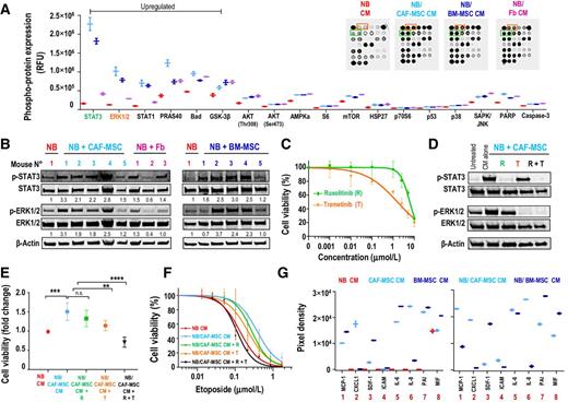 Figure 5. The protumorigenic activity of CAF-MSCs is STAT3 and ERK1/2 dependent. A, CHLA-255 cells were exposed to CM from neuroblastoma (NB), NB/CAF-MSC, NB/BM-MSC, or NB/Fb cocultures for 30 minutes and analyzed for the indicated phosphorylated proteins using the PathScanIntracellular Signaling Array. The graphic represents the mean (±SD) relative fluorescence units (RFU) for each phosphorylated protein. Inset, picture of typical dot blots. B, Western blot analysis of the expression of p-STAT3 and p-ERK1/2 in lysates of tumors obtained from the subcutaneous injection of mice with CHLA-255-FLuc cells alone or mixed with CAF-MSCs, fibroblasts, or BM-MSCs as shown in Fig. 2A and B. β-Actin was used as a loading control. C, CHLA-255 cells were treated with increased concentrations of ruxolitinib (R) or trametinib (T) and examined for cell viability after 48 hours. The data represent the mean (±SD) percentage of viable cells determined by the luminescence activity from triplicate samples, and results are representative of one of two independent experiments showing similar results. D, Western blot analysis of the expression of p-STAT3, STAT3, p-ERK1/2, and ERK1/2 in CHLA-255 cells exposed to NB/CAF-MSC CM and treated with ruxolitinib (2.5 μmol/L), trametinib (0.01 μmol/L), or combination of both inhibitors for 30 minutes. β-Actin was used as a loading control. Data are representative of one of two independent experiments showing similar results. E, CHLA-255 cells were exposed to neuroblastoma CM or NB/CAF-MSC CM, treated as in D, and examined for viability after 48 hours. The data represent the mean (±SD) fold change of cells viability determined by the luminescence activity from triplicate samples, and results are representative of one of two independent experiments. F, CHLA-255 cells were exposed to neuroblastoma CM or NB/CAF-MSC CM, treated with the indicated concentrations of etoposide in the presence of ruxolitinib (R), trametinib (T), or their combination (R + T) and examined for viability after 48 hours. The data represent the mean (±SD) percentage of viable cells determined by luminescence activity from triplicate samples and are representative of one of two independent experiments showing similar results. G, CHLA-255, CAF-MSC, and BM-MSC cells were cultured alone or together for 48 hours. The levels of soluble factors present in the CM were analyzed by a Cytokine Array Panel and quantified by scanning as described in Materials and Methods. The graphs represent the mean (±SD) pixel density of each duplicate spot obtained with CM of cells cultured alone (left) or together (right). **, P < 0.01; ***, P < 0.001; ****, P < 0.0001; n.s., nonsignificant.