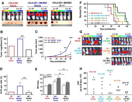 Figure 6. Inhibition of STAT3 and ERK1/2 suppresses tumor engraftment and growth and increases survival in neuroblastoma (NB) xenograft models. A, Representative bioluminescence images of NSG mice at day 30 after subcutaneous injection with CHLA-255-FLuc cells alone (n = 5) or mixed with BM-MSCs (ratio 4:1) and treated with vehicle (n = 5) or ruxolitinib (R, 90 mg/kg/day) and trametinib (T, 0.1 mg/kg/day; n = 5). Bottom, pictures of tumors harvested at day 32. B, Percentage of engrafted tumors in each group. C, Mean (±SD) tumor size over time for all mice in each group. D, Quantification of Ki-67–positive cells (±SEM) from an average of 10 fields (×20) examined for each section in each group. The data represent the mean (±SD) percent of Ki-67–positive cells from 10 fields (×20) examined for each tumor section. E, Flow cytometry analysis for p-STAT3 and p-ERK1/2 in GD2-positive neuroblastoma cells harvested from tumors shown in A. The data represent the mean (±SD) MFI index from all developed tumors in each group. F, Kaplan–Meier survival curves of mice injected in the subrenal capsule with CHLA-255-FLuc cells alone or with CAF-MSC (ratio 4:1). One week after implantation, mice were treated with vehicle or ruxolitinib (R, 90 mg/kg/day) or trametinib (T, 0.1 mg/kg/day), or their combination (R + T). The data are the results of two independent experiments with a total of 33 mice that developed tumors. Mice that did not develop tumors were excluded from the analysis. G, Representative bioluminescence images at day 50 of NSG mice in each group. H, Dot plot of AUC of all bioluminescence signal intensity (p/s, photons/second) up to day 55 (n = 33 mice) in each group. The stars indicate which mouse had a censored AUC as they died before day 55. *, P < 0.05; **, P < 0.01; ***, P < 0.001.