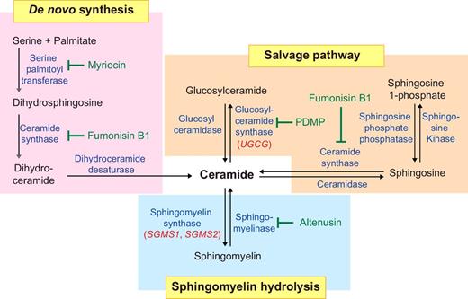 Figure 1. Ceramide biosynthesis pathways. Ceramides are generated through de novo synthesis in the endoplasmic reticulum. In the de novo synthesis pathway, serine palmitoyltransferase converts serine and palmitate into dihydrosphingosine. In a series of reactions, dihydrosphingosine is converted into ceramide. Complex sphingolipids can also be degraded into ceramide. In the salvage pathway, sphingosine is metabolized into ceramide by ceramide synthase, and glucosylceramide is degraded into ceramide by glucosyl ceramidase. In the sphingomyelin hydrolysis pathway, plasma membrane sphingomyelin is hydrolyzed into ceramide via sphingomyelinase. Compounds that inhibit various enzymes in the ceramide biosynthesis pathway are shown in green.