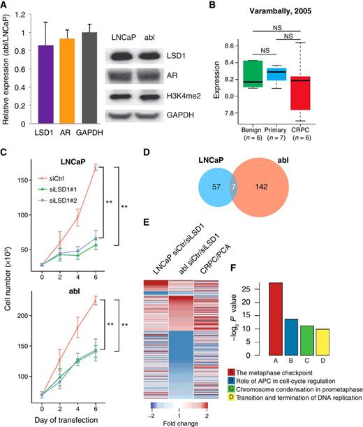 Figure 1. LSD1 regulates prostate cancer cell proliferation and different target genes in androgen-dependent and CRPC cells. A, Expression of LSD1 and AR in LNCaP and abl cells. Left, the relative RNA level of LSD1 and AR in abl cells compared with LNCaP. GAPDH serves as an internal control. Data represent mean ± SD from three independent experiments. Right, the immunoblot analyses of the protein level of LSD1, AR, and H3K4me2 in the whole-cell lysate of LNCaP and abl cells. GAPDH served as a loading control. B, LSD1 expression level in benign prostate and prostate cancer tumor tissues from the Varambally dataset. C, Cell number at different time points after transfecting the LNCaP and abl cells with two independent small siRNAs targeting LSD1 and one siRNA with scrambled negative control sequence (siCtrl). Data represent mean ± SD from three replicates. D, Venn diagram of LSD1-induced genes in LNCaP and abl cells. E, LSD1-dependent genes in LNCaP and abl cells with their differential expression in metastatic CRPC compared with primary prostate cancer (PCA) tissues from Varambally dataset. F, The top four gene signatures enriched in genes induced by LSD1 specifically in abl cells. Gene signatures were ranked by −log2P value as identified in Metacore analysis. **, P < 0.01; NS, not significant.