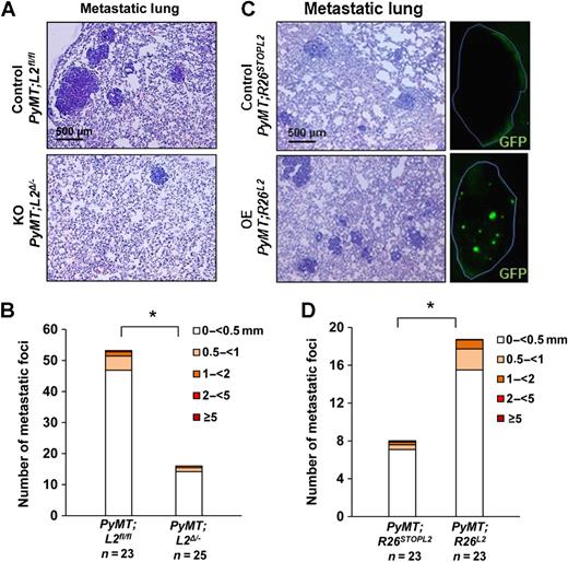 Figure 2. Loxl2 enhances PyMT lung metastatic burden. A and C, Representative hematoxylin and eosin–stained lung sections from PyMT;L2Δ/−(A) and PyMT;R26L2 (C) 16-week-old mice and their corresponding tumor-bearing controls. GFP images of metastatic lungs from the overexpression Loxl2 model are also shown in C (right). Scale bars, 500 μm. B and D, Quantification of average number and size of lung metastatic foci developed by PyMT;L2Δ/−(B) and PyMT;R26L2 (D) mice at 16 weeks of age and their paired controls. The number of analyzed mice from each genotype is shown at the bottom and size of lesions by color code. Error bars, SE. *, P < 0.05 (Student t test; unpaired, two-tailed).