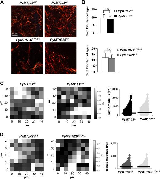 Figure 3. Aberrant expression of Loxl2 does not affect collagen ECM stiffness of PyMT primary tumors. A, Representative images of picrosirius-red staining of PyMT tumors lacking (top) and overexpressing Loxl2 (bottom) compared with their respective controls. Scale bars, 50 μm. B, Quantification of threshold pixel density representing positive picrosirius staining for tumors of the indicated genotypes. Error bars, SE; n.s., not statistically significant. C and D, AFM analysis of PyMT primary tumors. Left, representative forcemaps (40 μm × 40 μm) depicting typical elastic modulus values of stroma-rich regions of the tumors of the indicated genotypes. Right, quantitative analysis of AFM microscopy data showing similar values in all PyMT tumors regardless of Loxl2 expression. Bars represent average elastic modulus for control PyMT;L2fl/fl (black, 353.17 Pa), PyMT;L2Δ/− (light gray, 260.78 Pa), control PyMT;R26STOPL2 (dark gray, 401.50 Pa), and PyMT;R26L2 (light gray, 418.77 Pa) mouse groups. Data represent four mice from each condition, with two tissue sections from each mouse, and measurements taken from at least five different locations on each tissue section.