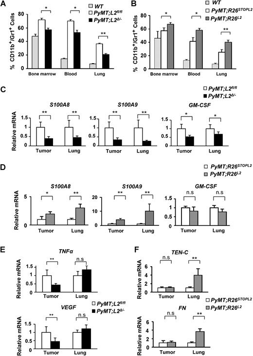 Figure 4. Loxl2 positively modulates CD11b+/Gr1+ cell recruitment and cytokine production. A and B, Content of CD11b+/Gr1+ double positive cells in bone marrow, blood and lung samples from wt,PyMT;L2fl/fl, PyMT; L2Δ/− (A) and wt, PyMT;R26STOPL2 and PyMT;R26L2 (B) 14-week-old mice, determined by FACS analysis. Tissue samples analyzed: 7 pools of two mice per tissue for PyMT;L2fl/fl and PyMT;L2Δ/− mouse cohorts; 6 PyMT;R26STOPL2 and 8 PyMT;R26L2 mice, and two pools for the tumor-free animals (wt). C and D, Quantitative RT-qPCR analyses of S100A8, S100A9, and GM-CSF in tumors and lungs from PyMT;L2fl/fl and PyMT;L2Δ/− (C), and PyMT;R26STOPL2 and PyMT;R26L2 (D) 14 week-old mice. E, Quantification of TNFα and VEGF expression levels by RT-qPCR in primary tumors and lungs of the indicated genotypes. F, RT-qPCR analysis of tenascin-C (Ten-C) and fibronectin (FN) mRNA levels in primary tumors and lungs of the indicated genotypes. RNA from 5 primary tumors and 4 lung samples per genotype was used in all the assays. Bars, SE. *, P < 0.05; **, 0.001 < P < 0.005; n.s., not significant (Student t test; unpaired, two-tailed).