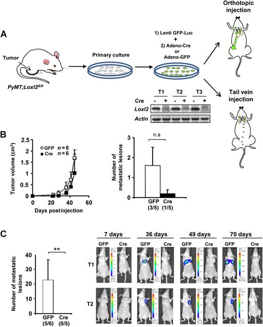Figure 5. In vitro abrogation of Loxl2 critically diminishes the metastatic capacity of PyMT mammary tumor cells. A, Diagram representing the strategy followed for isolation and generation of PyMT cells used in the indicated tumorigenesis assays. Primary breast cancer cells were isolated from mammary tumors developed by control PyMT; L2fl/fl mice and grown in culture. Cells were first lentivirally infected with a GFP-Luciferase vector and then transduced with control GFP- or Cre-adenovirus. Loxl2 depletion in cell lines from three independent PyMT tumors was confirmed by semiquantitative RT-PCR (middle, bottom). Deleted and control Loxl2 cells were orthotopically inoculated in the mammary fat pad (right, top) or tail vein injected (bottom) into nude mice. B, Quantification of tumor size (left) and metastatic foci (right) after orthotopic injection of both control and Loxl2-depleted primary PyMT cell lines; the number of mice with metastasis is indicated below the graphs. Error bars, SE; n.s., not significant (Student t test; unpaired, two-tailed). C, Left, number of lung metastasis foci from tail vein–injected mice with adeno-GFP or adeno-Cre cells; the number of mice with metastasis is indicated below the graphs. Error bars, SE. **, 0.001 < P < 0.005; n.s., not significant (Student t test; unpaired, two-tailed). Right, representative bioluminescence images of intravenously injected mice with control adeno-GFP or adeno-Cre cells isolated from two independent PyMT tumors. Images were obtained at the indicated days after tail vein injection. The color scale represents the photon flux (photons per second) emitted from the lung region of xenografted mice. All the experiments were performed in duplicates with stable cell cultures derived from three different PyMT tumors (T1–T3).