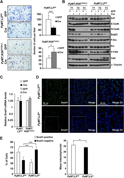 Figure 6. Loxl2 modulates invasiveness of PyMT cells and Snail1 protein levels. A, Representative images of invasion assays on Matrigel (left) and quantification (right) of PyMT cells (n = 3, each) displaying altered levels of Loxl2 as indicated. Error bars, SE. *, P < 0.05; ***, P < 0.001 (Student t test; unpaired, two-tailed). B, Protein levels of different EMT and migration markers in three independent PyMT cell lines (T1, T2, T3) generated from the indicated genotypes infected or not with Cre recombinase; α-tubulin was used as loading control. C, Quantification of Snail1 mRNA levels by RT-qPCR in PyMT cells with Loxl2 deletion or overexpression and corresponding controls in one representative cell culture of each of the genotypes. D, Representative images of immunofluorescence analysis of Snail1 expression (green) in PyMT tumors lacking Loxl2 (bottom) compared with their paired controls (top panels), revealing decreased nuclear Snail1 levels in the absence of Loxl2. Nuclei were detected with Dapi (blue). Merge confocal microscopy images (middle panels) and magnifications (×2) are shown (right). Scale bar, 20 μm. E, Quantitation of the percentage Snail1-positive and Snail1-negative cells (left) and the mean intensity of Snail1 nuclear staining (arbitrary units; right). A minimum of three random fields were analyzed per sample (n = 6 for PyMT;L2fl/fl; n = 7 for PyMT;L2Δ/−). Error bars, SE. *, P < 0.05; ***, P < 0.001 (Student t test; unpaired, two-tailed).
