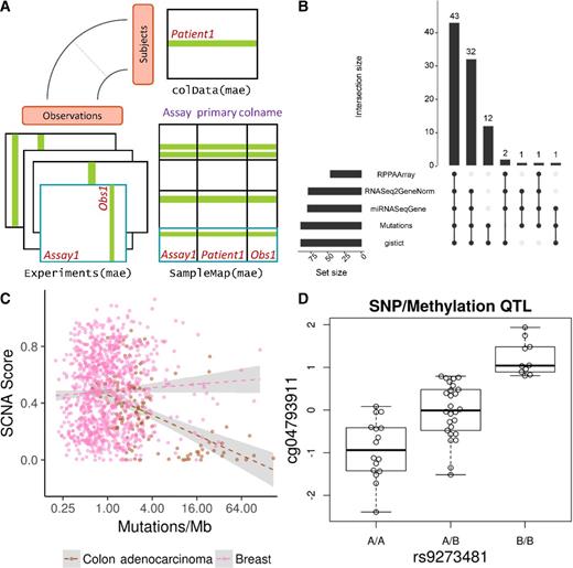 Figure 1. MultiAssayExperiment design and applications. A, The MultiAssayExperiment object schematic shows the design of the infrastructure class, detailed in Supplementary Table S3. The colData provides data about the patients, cell lines, or other biological units, with one row per unit and one column per variable. The experiments are a list of assay datasets of arbitrary class, with one column per observation. The sampleMap links a single table of patient data (colData) to a list of experiments via a simple but powerful table of experiment:patient edges (relationships) that can be created automatically in simple cases or in a spreadsheet if assay-specific sample identifiers are used. sampleMap relates each column (observation) in the assays (experiments) to exactly one row (biological unit) in colData; however, one row of colData may map to zero, one, or more columns per assay, allowing for missing and replicate assays. Green stripes indicate a mapping of one subject to multiple observations across experiments. B, The UpSetR (9) graphic represents a complex Venn diagram of assay availability for patients in a MultiAssayExperiment. This reduced adrenocortical carcinoma object is provided as an example dataset in the MultiAssayExperiment package. The barplot on the left shows sample size of each experiment; links to its right indicate combinations of one to four experiments, with top bars showing the number of patients having exactly those data types. C, Extent of copy number alteration versus somatic mutation burden. Cancer types with high levels of aneuploidy often show a positive correlation of mutation load and chromosomal instability (10), perhaps due to a higher tolerance of deleterious mutations, as shown here in pink for breast cancer. Tumors with a hypermutator phenotype rarely display extensive chromosomal instability, resulting in a negative correlation of mutation load and chromosomal instability in cancer types where hypermutation is common (shown in brown for colon adenocarcinoma). D, Methylation quantitative trait locus identified from an on-disk representation of VCF files of the 1000 Genomes Project integrated with 450K methylation array data as a MultiAssayExperiment.