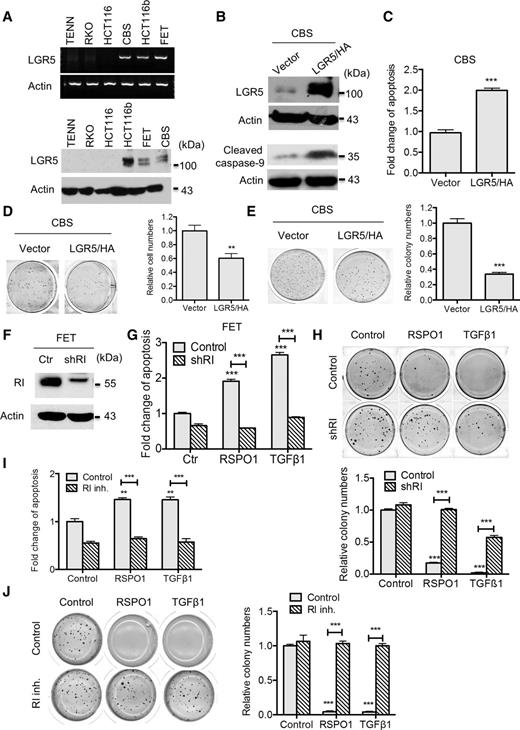 Figure 2. RSPO1/LGR5 inhibits cell survival and clonogenicity of colon cancer cells in vitro. A, LGR5 expression was determined by RT-PCR (top) and Western blot (bottom) analyses in colon cancer cell lines. B, Western blot analyses show that HA-tagged LGR5 was stably expressed in CBS cells under normal condition (top). B and C, Vector- and LGR5/HA-expressing CBS cells were subjected to GFDS for 72 hours. Apoptosis was determined by cleaved caspase-9 (B, bottom) and DNA fragmentation assays (C). D, Colony formation assays were performed in vector- and LGR5/HA-expressing CBS cells, with representative images (left) and quantification (right) shown. E, Soft agarose assays were performed in vector- and LGR5/HA-expressing CBS cells, with representative images (left) and quantification (right) shown. F, TGFβ RI expression was knocked down in FET cells. G, FET control and RI knockdown cells were subjected to GFDS while treated with RSPO1 or TGFβ1 for 16 hours. Apoptosis was determined by DNA fragmentation assays. H, FET control and RI knockdown cells were treated with RSPO1 or TGFβ1 in soft agarose assays. Stained plates (top) and quantification (bottom) are shown. I, FET cells were treated with RSPO1 or TGFβ1 and the RI kinase inhibitor under GFDS. Apoptosis was determined by DNA fragmentation assays. J, Soft agarose assays were performed in FET cells treated with RSPO1 or TGBβ1 and the RI kinase inhibitor. Stained plates (left) and quantification (right) are shown. The data are presented as the mean ± SEM of three replications. **, P < 0.01; ***, P < 0.001.