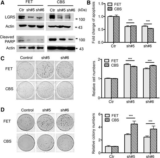 Figure 3. Knockdown of LGR5 expression increases cell survival and clonogenicity in vitro. A, LGR5 expression was significantly reduced by two LGR5 shRNAs in FET and CBS cells under normal condition (top). Cleaved PARP was determined under GFDS for 48 hours (bottom). B, Apoptosis was measured by DNA fragmentation assays under GFDS for 48 hours. C, Colony formation assays were performed in control and LGR5 knockdown cells with representative images (left) and quantification (right) shown. D, Soft agarose assays were performed in control and LGR5 knockdown cells, with representative images (left) and quantification (right) shown. The data are presented as the mean ± SEM of three replications. ***, P < 0.001.