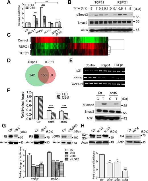 Figure 5. RSPO1/LGR5 activates TGFβ signaling in colon cancer cells. A, FET and CBS cells were treated with 200 ng/mL RSPO1, 4 ng/mL TGFβ1, or 200 nmol/L TGFβ RI kinase inhibitor for 48 hours. Smad reporter activity was determined by dual luciferase assays. B, FET cells were treated with RSPO1 or TGFβ1 for the indicated time. Phosphorylated Smad2 were determined. C, RNA-seq analysis was performed in triplicates on RNAs isolated from FET cells treated with RSPO1 or TGFβ1 for 4 hours. Hierarchical clustering of regulated genes is shown. Red and green indicate genes upregulated and downregulated by RSPO1 or TGFβ1, respectively. D, Venn diagram shows the numbers of genes commonly or exclusively regulated by RSPO1 or TGFβ1. E, RT-PCR analysis of p21 and c-myc expression in FET cells treated with RSPO1 or TGFβ1 for 4 hours. F, Smad reporter activity was determined in control and LGR5 knockdown cells (left). Smad2 phosphorylation was determined in FET control and LGR5 knockdown cells after TGFβ1 treatment (right). G, Expression of TGFβ RI, RII, or LGR5 was knocked down individually in FET cells (top). Scrambled control (Ctr) and knockdown cells were treated with RSPO1 or TGFβ1 for 48 hours. Fold change of Smad activity was calculated as the ratio of TGFβ1- or RSPO1-induced luciferase vs. that of nontreated controls (bottom). H, Expression of Smad2, Smad3, or Smad4 was knocked down individually in FET cells (top). Control and knockdown cells were treated with RSPO1 for 48 hours. Fold change of Smad activity was calculated as the ratio of RSPO1-induced luciferase versus that of nontreated controls (bottom). The data are presented as the mean ± SEM of three replications. **, P < 0.01; ***, P < 0.001.