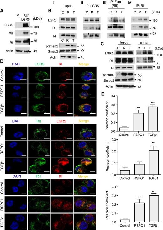 Figure 6. LGR5 forms complexes with TGFβ receptors. A, HCT116 cells were stably transfected with Flag-tagged TGFβ RII and HA-tagged LGR5 (HCT116-RII/LGR5). Expression of LGR5, RII, and RI was detected. B, HCT116-RII/LGR5 cells were treated with 200 ng/mL RSPO1 (R) or 4 ng/mL TGFβ1 (T) for 30 minutes. Input (top) and pSmad2 expression (bottom) are shown (B, I). Complex formation between LGR5, RII, and RI was detected by immunoprecipitation, followed by Western blot analyses (B, II–IV). C, FET cells were treated with 200 ng/mL RSPO1 (R) or 4 ng/mL TGFβ1 (T) for 30 minutes. Input (left top) and pSmad2 expression (left bottom) are shown. Complex formation between LGR5, RII, and RI was detected by immunoprecipitation of RI followed by Western blot analyses (right). D, HCT116-RII/LGR5 cells were treated with RSPO1 (R) or TGFβ1 (T) for 30 minutes. Single-channel (green or red) and merged (yellow) microscopic images of distribution of LGR5 (green) and RI (red; top), RII (green) and LGR5 (red; middle), and RII (green) and RI (red; bottom) are shown. Scale bars, 50 μm. E, Statistical analyses of colocalization of LGR5/RI (top), RII/LGR5 (middle), and RII/RI (bottom) using Pearson correlation coefficient were performed. ***, P < 0.001.
