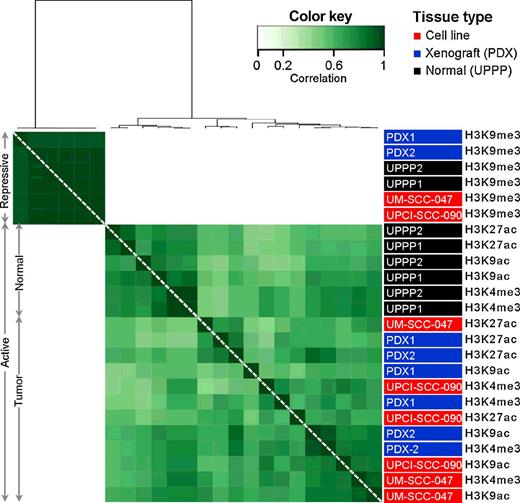 Figure 1. Nonordered DiffBind analysis revealed a spatial correlation between histone marks in different sample types. The histone mark enrichment distribution was analyzed by the DiffBind algorithm, which calculates the spatial correlations between genomic distributions of histone marks in two different samples. The correlations range from 0 (no correlation, white) to 1 (strong correlation, dark green). Overall, 24 samples were used in the analysis to build 24 × 24 matrix: two of each tissue type (cell lines, red; xenografts, blue; normal controls, black) and four histone marks (active: H3K4me3, H3K9ac, and H3K27ac, as well as repressive, H3K9me3). Two main patterns were revealed: independent clustering of repressive mark regardless of tissue type and the cluster of normal controls regardless of active histone mark nature.