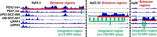 Figure 5. Detection of enhancer at the sites of HPV integration. Integrated genome viewer visualization of H3K27ac-ChIP-Seq peaks for six study samples are shown [xenografts: PDX1 without detected HPV integration into host genome (Int−) and PDX2 with integrated HPV (Int+); HPV+ HNSCC cell lines: UPCI-SCC-090 and UM-SCC-047, both with integrated HPV genome and normal controls: UPPP1 and UPPP2, both HPV−). Three genomic regions with detected sites of HPV integration for the three Int+ HPV+ HNSCC samples are shown: 9q34.3 (HPV integration for PDX2 sample); 9q22.3 (HPV integration for UPCI-SCC-090 sample); and 3q28 (HPV integration for UM-SCC-047 sample). HPV integration sites in each sample were detected by MapSplice of RNA-Seq data and are shown in green. Enhancer regions (red) were defined by ROSE analysis.
