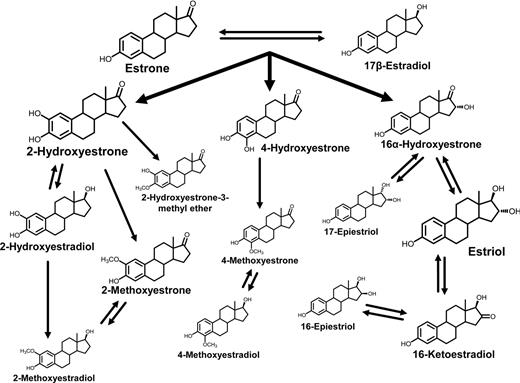 Figure 1. Schematic of estrogen metabolic pathway. Sizes of chemical structures as depicted are based on the relative abundance of the estrogen/estrogen metabolite.