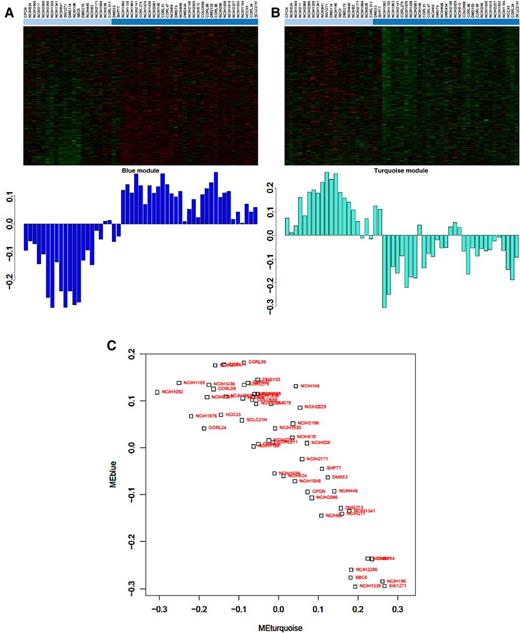 Figure 2. Two anticorrelated gene coexpression networks distinguish phenotypic clusters. A and B, Top, heatmap view of the Blue (A) and Turquoise (B) module genes (rows) across 53 SCLC cell lines (columns). Cell lines are ordered and marked as in Fig. 1C consensus clustering. Bottom, the gene expression profile for each cell line is summarized by the eigengene. The Blue and Turquoise modules had significantly different eigengene expression between the two consensus clusters. C, The Blue and Turquoise module eigengenes plotted for each cell line reveals anticorrelated expression of Blue vs. Turquoise module (Pearson correlation: −0.86, P: 1.6e−16).