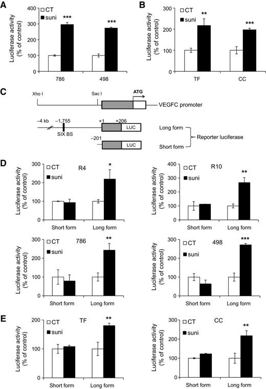 Figure 2. Sunitinib increased VEGFC promoter activity. A and B, RCC cell lines (A) and primary cells (B) were transfected with a Renilla luciferase reporter gene under the control of the VEGFC promoter and treated with sunitinib (suni) 2.5 μmol/L for cell lines or 5 μmol/L for primary cells for 24 hours. The Renilla luciferase activity normalized to the firefly luciferase (control vector) was the readout of the VEGFC promoter activity. C, Schemas of truncated short and long forms of VEGFC promoter activity reporter genes used in D and E. D and E, RCC cell lines (D) and primary cells (E) were transfected with a firefly luciferase reporter gene under the control of the truncated short or long form VEGFC promoter and treated with sunitinib 2.5 μmol/L for cell lines or 5 μmol/L for primary cells for 24 hours. Normalized luciferase activity (control vector) was the readout of the VEGFC promoter activity. Data are represented as mean of three independent experiments ± SEM. *, P < 0.05; **, P < 0.01; ***, P < 0.001.