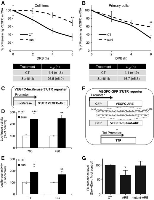Figure 3. Sunitinib increased the half-life of VEGFC mRNA via its 3′UTR. A and B, The RCC cell line (786-O; A) or primary cells (CC; B) were treated with 5 μmol/L sunitinib (suni) for 48 hours. Cells were then incubated with DRB for 2, 4, or 6 hours. The remaining VEGFC mRNA was evaluated by qPCR and its mRNA half-life was calculated. C, Schema of the VEGFC luciferase 3′UTR reporter gene. D and E, RCC cell lines (D) or primary cells (E) were transfected with the VEGFC 3′UTR reporter gene and treated with sunitinib 5 μmol/L (or 10 μmol/L for TF) for 24 hours. The normalized luciferase activity was the readout of the reporter gene mRNA half-life. F, Schemas of VEGFC GFP 3′UTR wild-type or mutated for the ARE element reporter genes. G, Cells were transfected with the VEGFC GFP 3′UTR wild-type or mutated reporter vectors for the VEGFC 3′UTR ARE. TTP expression was induced with 0.25 μg/mL doxycycline (dox). The fluorescence level was the readout of the reporter gene half-life. Data are represented as mean of three independent experiments ± SEM. *, P < 0.05; **, P < 0.01; ***, P < 0.001.