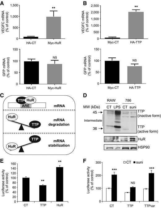 Figure 4. TTP and HuR bind VEGFC mRNA and modulate its half-life. A and B, HuR/TTP interactions with VEGFC mRNA were analyzed by RIP-Chip (RNA-IP). HEK-293 cells were transfected with Myc-HuR or HA-CT (used as a negative control; A) or with HA-TTP and Myc-CT (used as a negative control; B). Exogenous TTP and HuR crosslinked to mRNA were immunoprecipitated with anti-HA and anti-Myc antibodies. The levels of immunoprecipitated VEGFC or GFP mRNA (used as a negative control) were assessed by qPCR. C, Schematic balance between TTP and HuR, and its effect on mRNA stability. D, RAW cells were stimulated with 10 μmol/L lipopolysaccharide (LPS) for 6 hours and were used as a positive control for active (unphosphorylated) and inactive [partially (intermediate) and fully phosphorylated form] forms of TTP. 786-O cells were stimulated with 5 μmol/L sunitinib (suni) for 6 hours. TTP and HuR expression was analyzed by Western blot analysis. HSP90 served as a loading control. E and F, 786-O cells were transfected with a VEGFC luciferase 3′UTR reporter gene in the presence of expression vectors for HuR, TTP, or TTPvar (a mutation that induces a decrease in TTP mRNA translation and serves as a negative control; ref. 38) and treated or not with sunitinib 5 μmol/L for 24 hours. The normalized luciferase counts served as readout of the reporter gene mRNA half-life. Data are represented as mean of three independent experiments ± SEM. **, P < 0.01; ***, P < 0.001. NS, nonsignificant.