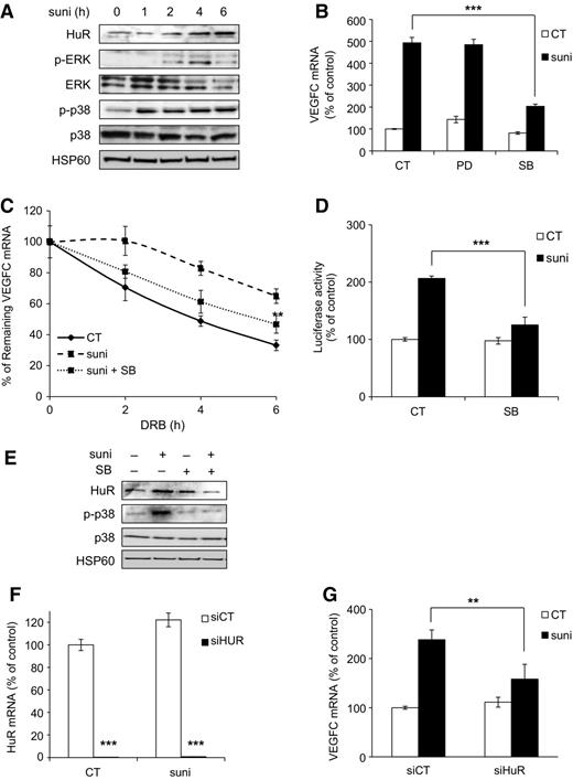 Figure 5. p38 and HuR were required for the induction of VEGFC expression by sunitinib. A, 786-O cells were treated with 5 μmol/L sunitinib (suni) for 1 to 6 hours. HuR, p-ERK, ERK, p-p38, and p38 expression was analyzed by immunoblotting. HSP60 served as a loading control. B, 786-O cells were treated with 5 μmol/L sunitinib in the presence of 10 μmol/L PD184352 (PD, ERK inhibitor) or 10 μmol/L SB203580 (SB, p38 inhibitor) for 48 hours. The VEGFC mRNA level was determined by qPCR. C, 786-O cells were treated with 5 μmol/L sunitinib with or without 10 μmol/L SB203580 for 48 hours. Cells were then treated with DRB for 2, 4, or 6 hours. The remaining VEGFC mRNA was evaluated by qPCR. D, 786-O cells were transfected with a VEGFC luciferase 3′UTR reporter gene and treated or not with 5 μmol/L sunitinib and/or with 10 μmol/L SB203580 for 24 hours. The normalized luciferase counts served as a readout of the reporter gene mRNA half-life. E, 786-O cells were treated with 5 μmol/L sunitinib and/or 10 μmol/L SB203580. HuR, p-p38, and p38 expression was analyzed by immunoblotting. HSP60 served as a loading control. F and G, 786-O cells were transfected with CT or HuR siRNA. Twenty-four hours later, cells were treated with 5 μmol/L sunitinib for 48 hours. HuR (F) and VEGFC (G) mRNA levels were determined by qPCR. Data are represented as mean of three independent experiments ± SEM. **, P < 0.01; ***, P < 0.001.