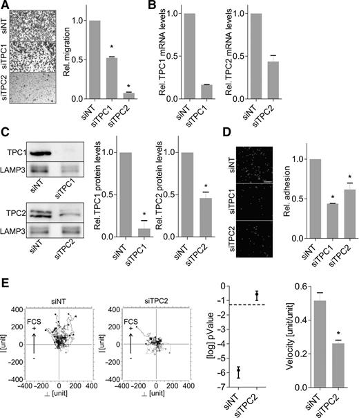 TwoPore Channel Function Is Crucial for the Migration of Invasive