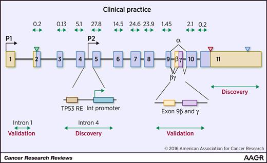 Figure 2. Assessment of TP53 status. Sequencing of the classical exons 2 to 11 (including splice junctions) is now mandatory, as discovery and validation phases have both demonstrated that variants are scattered throughout these exons. A few variants have been discovered in exons 9β and 9γ, but their functional effect is currently unknown and more data are needed to assess their recurrence (Fig. 3 and Table 1). Additional studies will need to be performed to ensure that these variants are true driver variants and not simply rare or passenger variants. The region of intron 4 contains the second internal promoter P2 that leads to the expression of 9 additional protein isoforms as well a TP53 response element (TP53RE). Whether or not variants in this region can alter TP53 status and impair its tumor suppressor function remains unknown. Recent studies have shown that a rare variant in dbSNP, rs78378222, localized in the Poly A signal of the TP53 gene, leads to impaired 3′-end processing of mRNA and confers susceptibility to various types of cancer (blue triangle; ref. 85). The validation phase for these various events could be performed in silico using data obtained from whole-genome sequencing of tumors, as these regions were most probably sequenced, but discarded by the various filtering processes used in the analytical pipelines. The frequency of TP53 variants in each coding exon is shown above each exon. Green and red triangles correspond to the start and STOP codons, respectively.