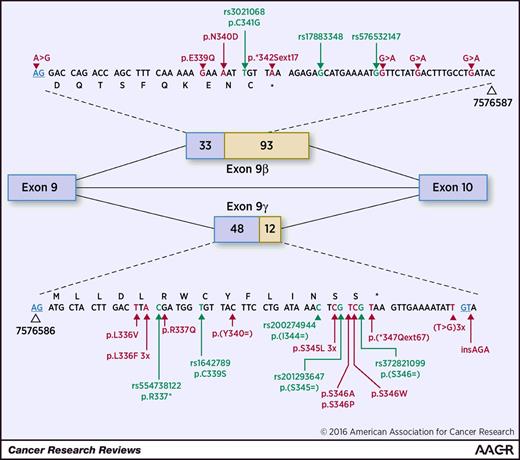 Figure 3. TP53 variants detected in exon 9β and exon 9γ. Alternative splicing events in TP53 intron 9 lead to the expression of β and γ isoforms. Exons 9β and 9γ have different splice acceptor sites, but share the same donor site (blue AG and GT sequence, respectively). Due to the marked overlap between the two exons, it is possible that substitutions localized in the translated region of exon 9γ impair exon 9β splicing. The main splicing event occurs between exon 9 and 10. Somatic variants detected in human cancer are shown in red, whereas germline variants from dbSNP are shown in green. See Table 1 for more information. The intron 9 splice donor site contains three single-nucleotide substitutions and one insertion in three different tumors. The NC_000017.10:g.7576525A>C substitutions modify TP53 splicing by leading to an unbalanced ratio of the various TP53 mRNAs and a greater abundance of β isoforms (86). Similarly, the three-nucleotide insertion detected in a lymphoma (NC_000017.10:g.7576522_7576523insCTT) probably has a deleterious effect on splicing. The substitution at the stop codon (NM_000546.5:c.993+314T>C) is predicted to add 17 novel amino acid residues to the 10 residues encoded by exon 9β. All these variations are concentrated within a narrow 150-bp region of intron 9, which is 2,800 nucleotides long. A total of 22 germline variants, shown in green, have been identified by mining the most recent versions of the dbSNP (https://www.ncbi.nlm.nih.gov/projects/SNP/snp_summary.cgi) and the 1000-Genome databases (http://browser.1000genomes.org/index.html). Several of these variants are identical to those found as somatic events in human tumors. It is not known whether these variants are neutral or associated with an increased risk of cancer. Overall, these data indicate that TP53 exon 9β and exon 9γ are targeted by substitutions in human cancer and contain numerous germline variants. Due to the importance of TP53 status in the evaluation of patients with multiple primary cancers or a strong family history of cancer, analysis of exons 9β and 9γ is now warranted to more clearly determine the clinical significance of germline variants in this region.