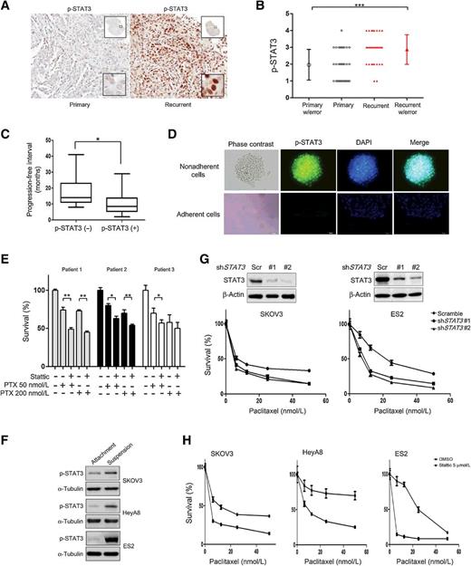 Figure 1. Activation of STAT3 in EOC. A, Representative expression of p-STAT3 in matched primary and recurrent ovarian cancers. p-STAT3 is overexpressed in the recurrent tumors with strong nuclear staining. B, Distribution of p-STAT3 immunohistochemical staining scores in 31 paired primary and recurrent ovarian cancers. C, Comparison of the disease-free intervals in ovarian cancer patients with or without STAT3 activation. D, Representative immunofluorescent images of tumor cells isolated from ascites associated with recurrent EOC in three-dimensional cultures. E, The selective STAT3 inhibitor Stattic (5 μmol/L) sensitized EOC spheroids to paclitaxel. Plot of viability, measured by the MTS assay (72 hours), of primary EOC cells derived from malignant ascites of recurrent EOC patients. All experiments were performed in triplicate. F, Immunoblotting of various EOC cell lines showing the expression of p-STAT3 protein on monolayer or three-dimensional cultures. α-Tubulin was used as a loading control. G, STAT3 silencing promotes anoikis in EOC cells exposed to paclitaxel. Top, expression of STAT3 and β-actin was examined by Western blot analysis. Bottom, SKOV3 and ES2 cells were cultured in poly-HEMA–coated plates and were treated with either paclitaxel alone or together with STAT3 knockdown in floating culture. After 72 h, MTS assay was performed. Error bars represent the SD from triplicate cultures. Each experiment was repeated at least three times with similar results. H, Combination of STAT3 inhibitor and paclitaxel effectively leads to anoikis in EOC cell lines. Cell lines grown in three-dimensional cultures were treated with paclitaxel, with or without 5 μmol/L Stattic for 96 hours, and cell viability was analyzed by an MTS assay. Results are mean ± SD of three independent experiments. Across all panels, *, significant change t test P < 0.05; **, P < 0.01; and ***, P < 0.001.