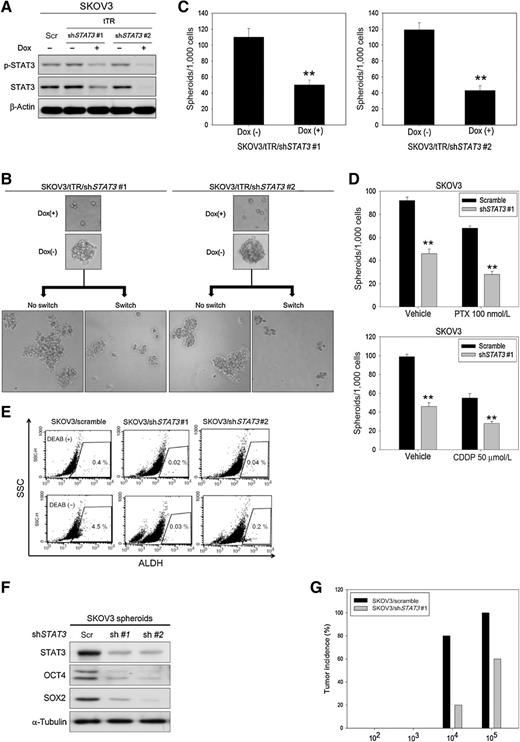 Figure 2. Activation of STAT3 in ovarian cancer spheroids regulates stem cell–like properties. A, Immunoblot analysis of STAT3/p-STAT3 levels in SKOV3 with doxycycline (Dox)-inducible STAT3 knockdown expressing system at 3 days after doxycycline treatment. B, Top, representative spheroids formed by SKOV3 transduced with the doxycycline-inducible vectors. Bottom, the doxycycline switches were performed at day 14. C, Plot of the number of spheroids formed per 1,000 cells in selected SKOV3. Error bars represent the SD from triplicate cultures. D, Plot of the number of spheroids formed by SKOV3 scramble/SKOV3 STAT3-KD cells (per 1,000 cells) in the presence or absence of paclitaxel (100 nmol/L) or cisplatin (50 μmol/L). E, ALDEFLUOR staining of ALDH+ and ALDH− SKOV3 cells with DEAB controls. All data are representative of at least three independent experiments. F, Immunoblot analysis of SKOV3 scramble/SKOV3 STAT3-KD cells in spheroid culture for the expression of OCT4 and SOX2. α-Tubulin was used as a loading control. G, The incidence of mouse xenograft tumors derived from SKOV3 scramble or SKOV3 STAT3-KD cells, following subcutaneous injection into NSG mice (n = 5 injections per group) at different cell numbers (1 × 105, 1 × 104, 1 × 103, and 1 × 102 cells). Across all panels, **, significant change t test P < 0.01.