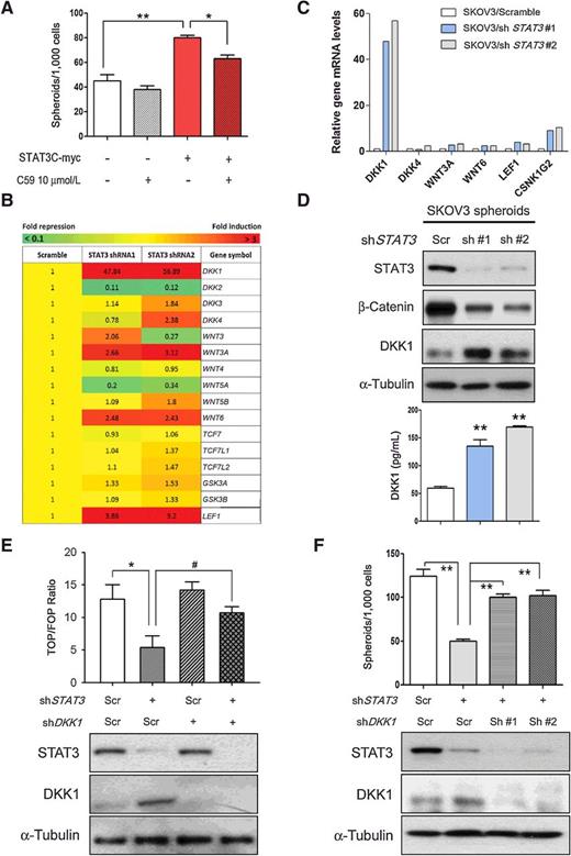 Figure 3. Wnt signaling is critical for the STAT3-mediated stem cell-like phenotype. A, Spheroid-forming ability of the STAT3-overexpressing SKOV3 cells treated with the Wnt inhibitor C59 by quantifying the number of tumor spheroids. B, The Wnt pathway gene expression levels are represented as a heatmap. C, qPCR analysis of genes involved in the Wnt signaling pathway in SKOV3 spheroids. D, Top, Western blot analysis of STAT3, β-catenin, DKK1, and α-tubulin in SKOV3 cells infected with scramble or STAT3 shRNAs. Bottom, ELISA analysis of DKK1 levels in conditioned media of SKOV3 cells infected with scramble or STAT3 shRNAs. E, Either TOP or FOP TCF luciferase along with Renilla (RL) luciferase were transfected into stable SKOV3 cells expressing shDKK1, shSTAT3, or both. Luciferase reporter activity was calculated by dividing the ratio TOP/RL by the FOP/RL ratio. *, P < 0.05 compared with the control group; #, P < 0.05 compared with the STAT3-KD group. F, Spheroid-forming ability of STAT3-KD SKOV3 cells expressing control or DKK1 shRNA by quantifying the number of tumor spheroids. Across all panels, *, significant change t test P < 0.05; **, P < 0.01.