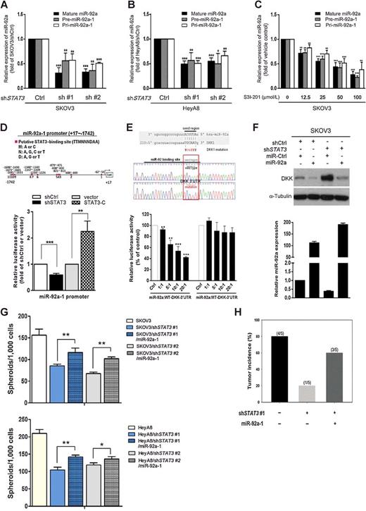 Figure 4. Epigenetic silencing of DKK1 by mir-92a. A and B, The expression of mature miR-92a, pre-miR-92a-1, and pri-miR-92a-1 was detected in STAT3-KD SKOV3 and HeyA8 cells by qRT-PCR analysis. C, Assessment of the expression of mi-92a and subsequent qRT-PCR analysis were performed after SKOV3 cells were treated with various doses of the STAT3 inhibitor S3I-201. D, Luciferase reporter assays were carried out using SKOV3 cells overexpressing STAT3-C or the vector controls or cells expressing either a control shRNA or a shRNA targeting STAT3. The results showed that miR-92a promoter activity was regulated by STAT3 expression. E, DKK1 3′-UTR is the direct target of miR-92a. The diagram shows miR-92a and its putative binding site at the 3′-UTR of DKK1 and the sequences of WT and MT DKK1 3′-UTR. A luciferase reporter assay was used to assess whether miR-92a can directly bind to the 3′-UTR of DKK1. F, The expression of DKK1 is suppressed by STAT3 through the upregulation of miR-92a. Western blot analysis was used to detect the protein expression of DKK1 in SKOV3 cells in which STAT3 was knocked down using shRNA or miR-92a was overexpressed. Tubulin was used as an internal control. G, Spheroid formation was determined in SKOV3 and HeyA8 cells in which STAT3 was knocked down with shRNA and/or miR-92a was overexpressed. H, The incidence of xenograft tumor was increased by STAT3 through miR-92a. NSG mice were separated into groups and injected subcutaneously with shSTAT3-, shSTAT3/miR-92a-, or vector control–expressing SKOV3 cells to observe tumorigenicity. Across all panels, *, significant change t test P < 0.05; **, P < 0.01; and ***, P < 0.001.