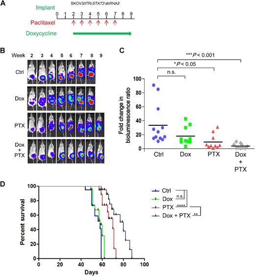 Figure 6. STAT3 silencing combines with paclitaxel to inhibit tumor growth of EOC cell xenografts and promote the survival of mice. SKOV3/tTR/STAT3 shRNA2 EOC cells were intraperitoneally implanted into NOD/SCID mice. A, Mice were separated into four treatment groups and treated according to the schema depicted. B, Weekly representative bioluminescence images of animals in each group are shown depicting tumor burden. C, Bioluminescence-based tumor growth (measured by the photon counts of the xenografts on the 7th week divided by the corresponding photon counts on day 0) was evaluated by changes in relative bioluminescence. Significance testing was performed by one-way ANOVA with Tukey post hoc multiple pairwise testing. D, Effects of STAT3 knockdown (n = 10; median survival = 58 days), paclitaxel (PTX; n = 10; median survival = 70 days), and combination paclitaxel + STAT3 knockdown (n = 10; median survival = 80 days) on survival of implanted EOC tumors compared with control-treated animals (n = 12; median survival = 58 days). Significant differences of survival between groups were determined by a log-rank test (**, P < 0.01; ****, P < 0.0001). Dox, doxycycline.