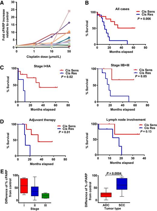 Figure 3. NSCLC explant response to cisplatin. A, Fold cell death relative to control of 21 NSCLC explant cultures treated with a dose range (0–50 μmol/L) of cisplatin. The percentage of cPARP staining of each sample was quantitated within explants from the same tumor cultured in carrier control (DMF) or increasing cisplatin concentrations (1, 10, and 50 μmol/L) for 24 hours after an initial recovery of 16 to 20 hours. The value for each treatment was divided by the carrier control to obtain a fold change. B, Kaplan–Meier patient survival for all cases correlated with sensitivity of explants to cisplatin at 50 μmol/L. Data were evaluated for 26 patients/explants (Supplementary Table S1). The threshold of sensitivity/resistance to the drug was determined using an ROC curve (Supplementary Fig. S4A). The Mantel–Cox log-rank test identified a statistically significant relationship (P = 0.006) between patient survival and cisplatin sensitivity. C, Kaplan–Meier patient survival according to stage correlated with sensitivity of explants to cisplatin at 50 μmol/L. Left graph, stage I/IIA samples (n = 14, P = 0.02). Right graph, stage IIB/III samples (n = 12, P = 0.05). D, Kaplan–Meier patient survival according to adjuvant chemotherapy or lymph node involvement correlated with sensitivity of explants to cisplatin at 50 μmol/L. Left graph, subgroup of patients receiving adjuvant therapy (n = 12), including platinum-based chemotherapy (n = 8), radiotherapy (n = 3), and taxane-based chemotherapy (n = 1). The Mantel–Cox log-rank test identified a statistically significant relationship between survival of patients and response to cisplatin in explants (P = 0.01) Right graph, subgroup of patients with lymph node involvement (n = 10) for which the Mantel–Cox log-rank test did not identify a statistically significant relationship (P = 0.13) between patient survival and cisplatin sensitivity. E, Correlation of response to cisplatin in explant culture with tumor stage (left) and histology (right). The box and whiskers plots show data for difference in percentage of cPARP staining in response to 50 μmol/L cisplatin compared with control treatment for each explant relative to tumor stage/histology. The box extends from the 25th to 75th percentiles, and the lines in the middle of the boxes represent the median. The whiskers extend from the smallest to the largest values. The Jonckheere–Terpstra test for ordered alternatives showed a significant negative trend (P = 0.007) between increasing stage and cisplatin response. Correlation of tumor histology with cisplatin response demonstrated statistically significant differences between SCC samples and adenocarcinoma (ADC) types with a Mann–Whitney test of P = 0.0004.