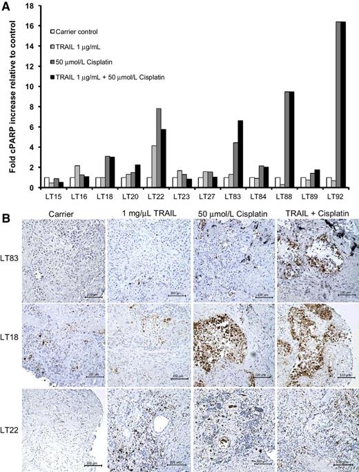 Figure 6. Response to TRAIL. A, Fold cell death induction in response to 1 μg/mL of TRAIL, 50 μmol/L cisplatin, or a combination of the two relative to the carrier control is shown. The percentage of cell death of 12 ex vivo explant cultures as determined by cPARP staining was determined after each treatment for 24 hours after an initial recovery of 16 to 20 hours. These values were divided by the value for each carrier control to calculate the fold difference. B, Representative images of cPARP staining of LT83, LT18, and LT22 treated with 1 μg/mL of TRAIL, 50 μmol/L cisplatin, or a combination of the two. Scale bars, 100 μm.