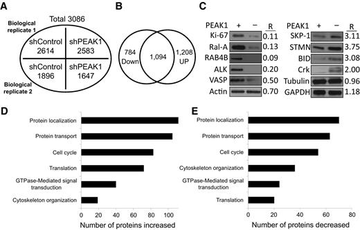 Figure 1. Proteomic and informatic analyses of proteins changes in PEAK1 knockdown PDAC cells. A, Total number of proteins identified in two independent biological replicates from shRNA control (shControl)- or shRNA PEAK1 (shPEAK1)-treated 779E cells. B, Venn diagram showing the overlap of proteins significantly down- or upregulated by eIF5A knockdown from two biological replicates. C, Cell lysates from 779E cells expressing shControl (PEAK1+) or shPEAK1 (PEAK1−) were Western blotted for the indicated proteins. R, ratio of shPEAK/shControl protein levels as quantified by LC/MS/MS. D and E, Functional classification of proteins increased (D) or decreased (E) by shPEAK1 knockdown based on GO analysis.