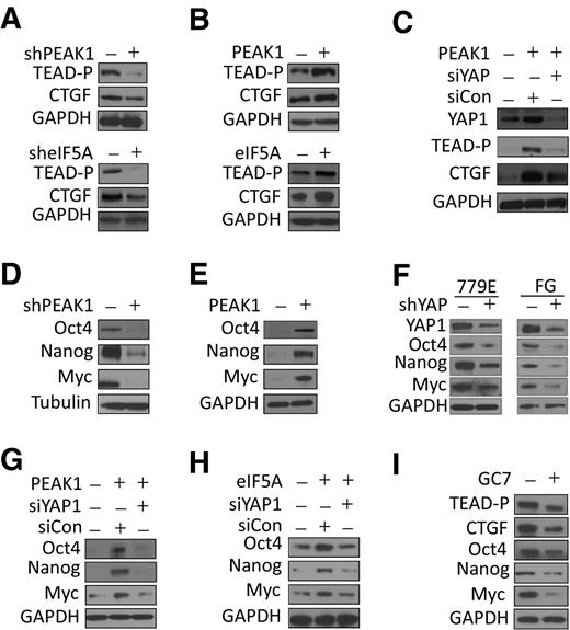 Figure 3. eIF5A-PEAK1-YAP1 signaling controls the expression of stem cell–associated transcription factors. A, 779E cells were depleted of either PEAK1 or eIF5A using shRNAs to PEAK1/eIF5A (+) or control shRNAs (-) and were Western blotted for the indicated proteins. B, 779E cells were infected with lentiviruses encoding GFP-PEAK1 or eIF5A (+) or control lentivirus (-) and were Western blotted for the indicated proteins. C, 779E cells overexpressing GFP-PEAK1 as in B were depleted of YAP1 using siRNA (siYAP1) or control siRNA (siCon) and were Western blotted for the indicated proteins. D, 779E cells were depleted of PEAK1 using shPEAK1 (+) or control shRNAs (-) and were Western blotted for the indicated proteins. E, 779E cells were infected with lentiviruses encoding GFP-PEAK1 (+) or control lentivirus (-) and were Western blotted for the indicated proteins. F, FG and 779E cells were depleted of YAP1 using shRNAs to YAP1 (+) or control shRNAs (-) and were Western blotted for the indicated proteins. G and H, 779E cells treated as in B were depleted of YAP1 using YAP1 siRNA (siYAP1) or control siRNA (siCon) and were Western blotted for the indicated proteins. I, FG cells were treated with 20 μmol/L GC7 or vehicle (0) for 48 hours, and then lysed and Western blotted for the indicated proteins.
